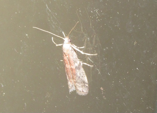 Ephestia unicolorella (Pyralidae)